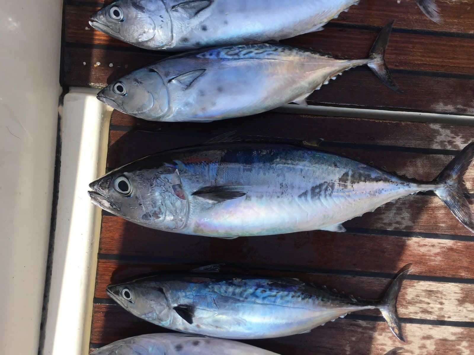 Puerto Marina, Benalmádena